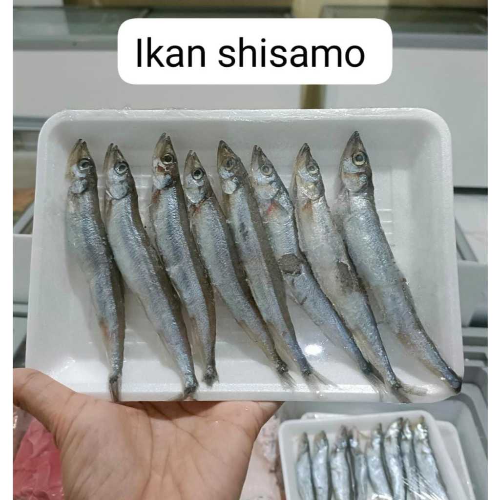 

IKAN SHISAMO IKAN SEGAR BERKUALITAS
