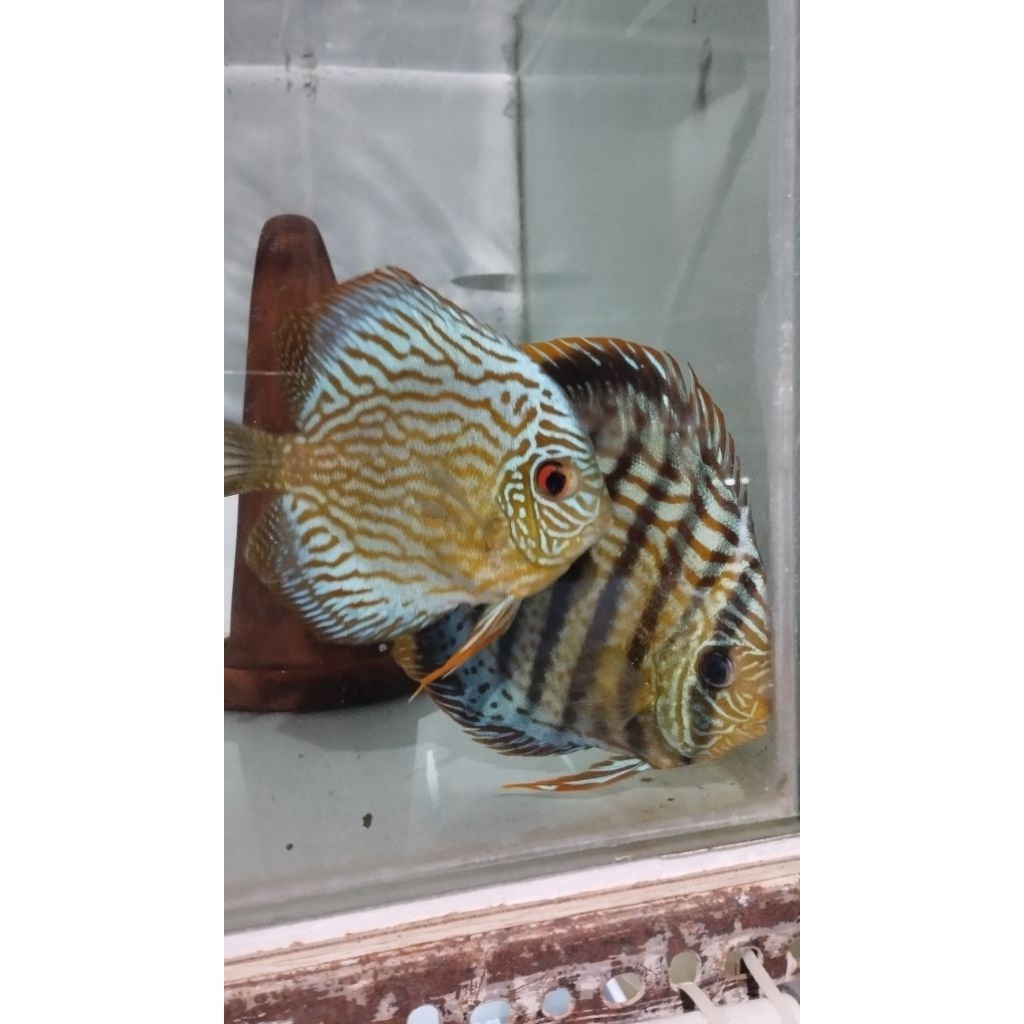 Discus Pair / Pasangan