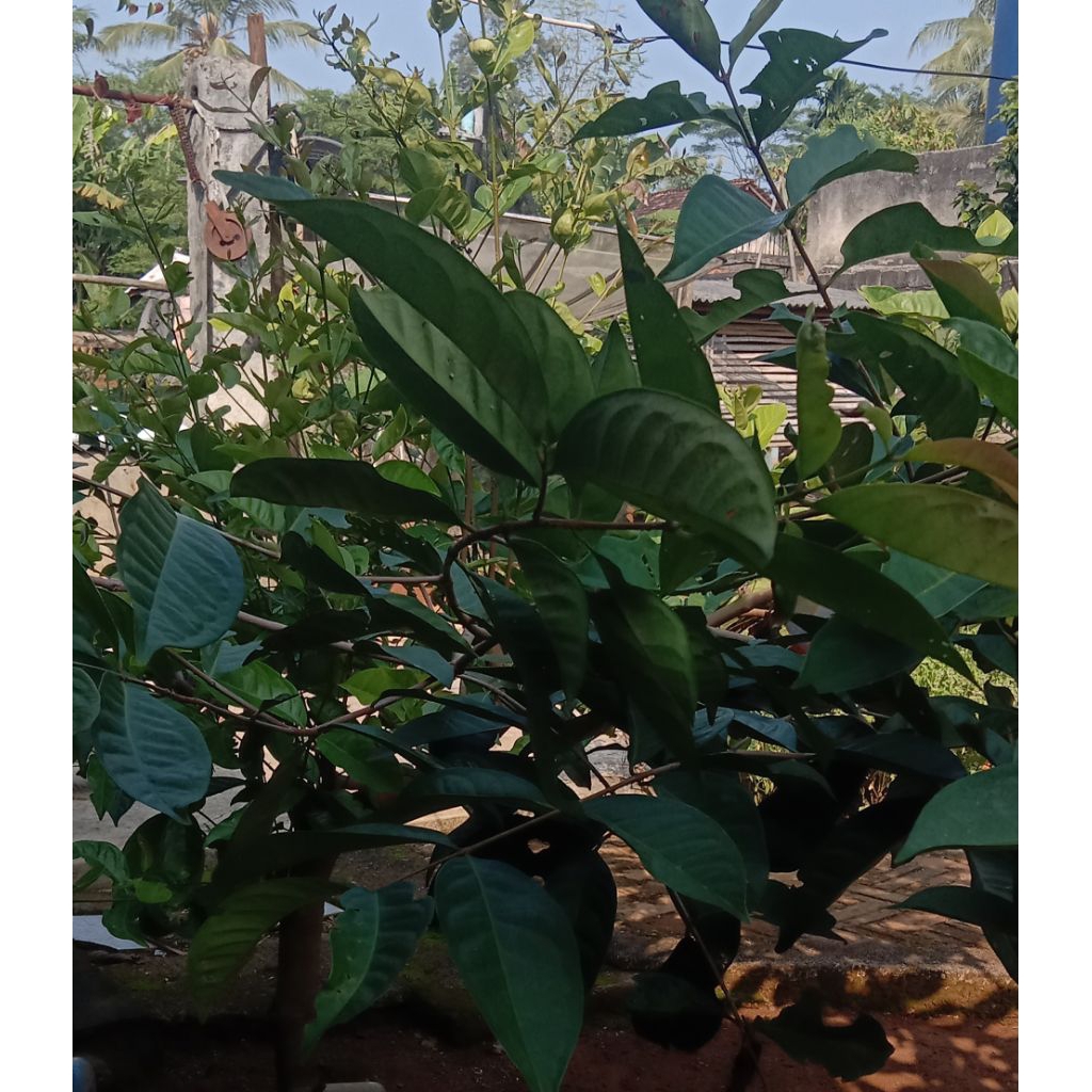 

DAUN SALAM SEGAR PESAN MASUK BARU PETIK.. ORGANIK TANPA PERTISIDA