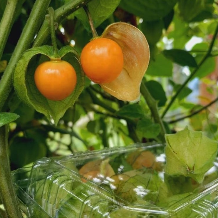 

Buah Ciplukan Fresh 100gram - Goldenberry