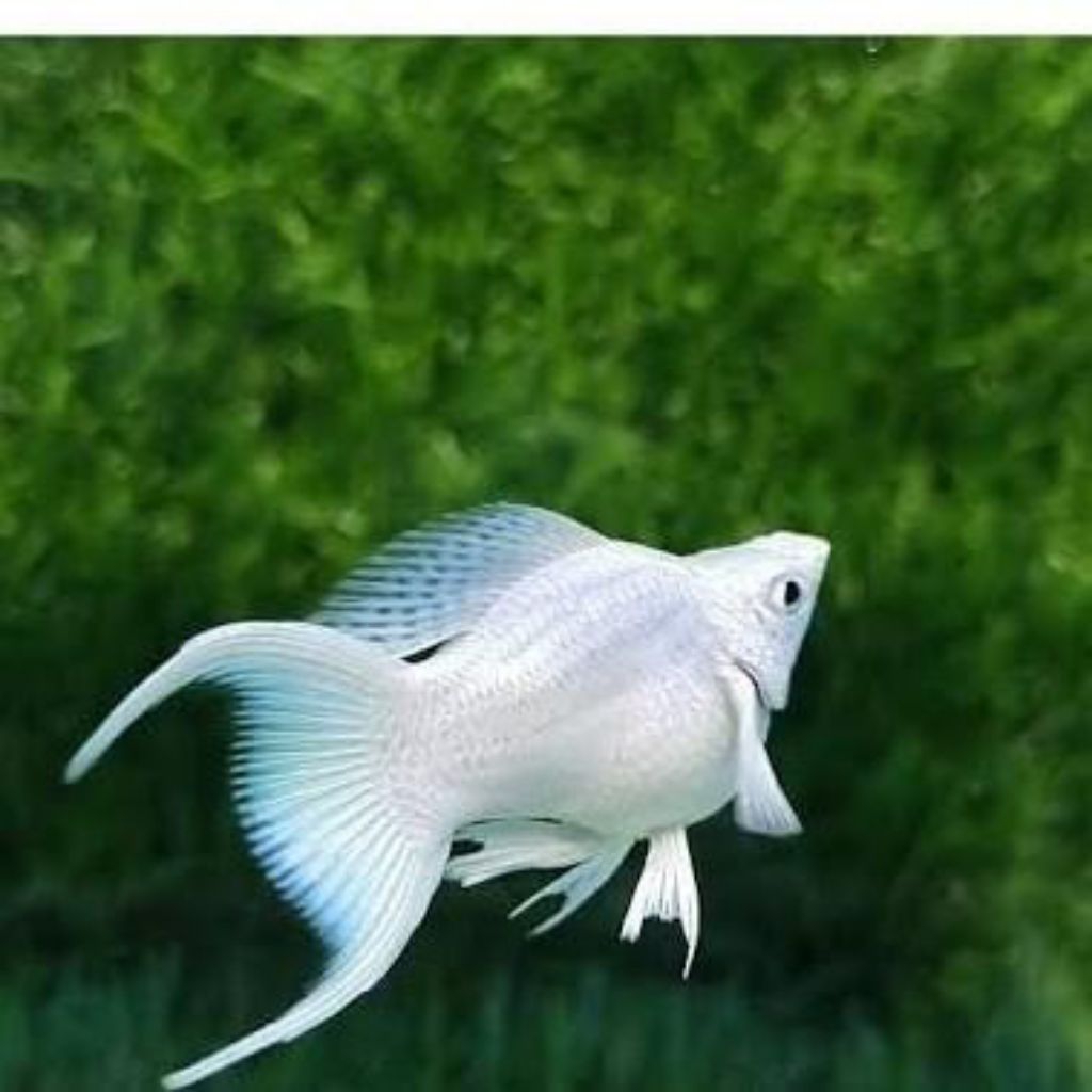 molly balon platinum lyretail / cawang