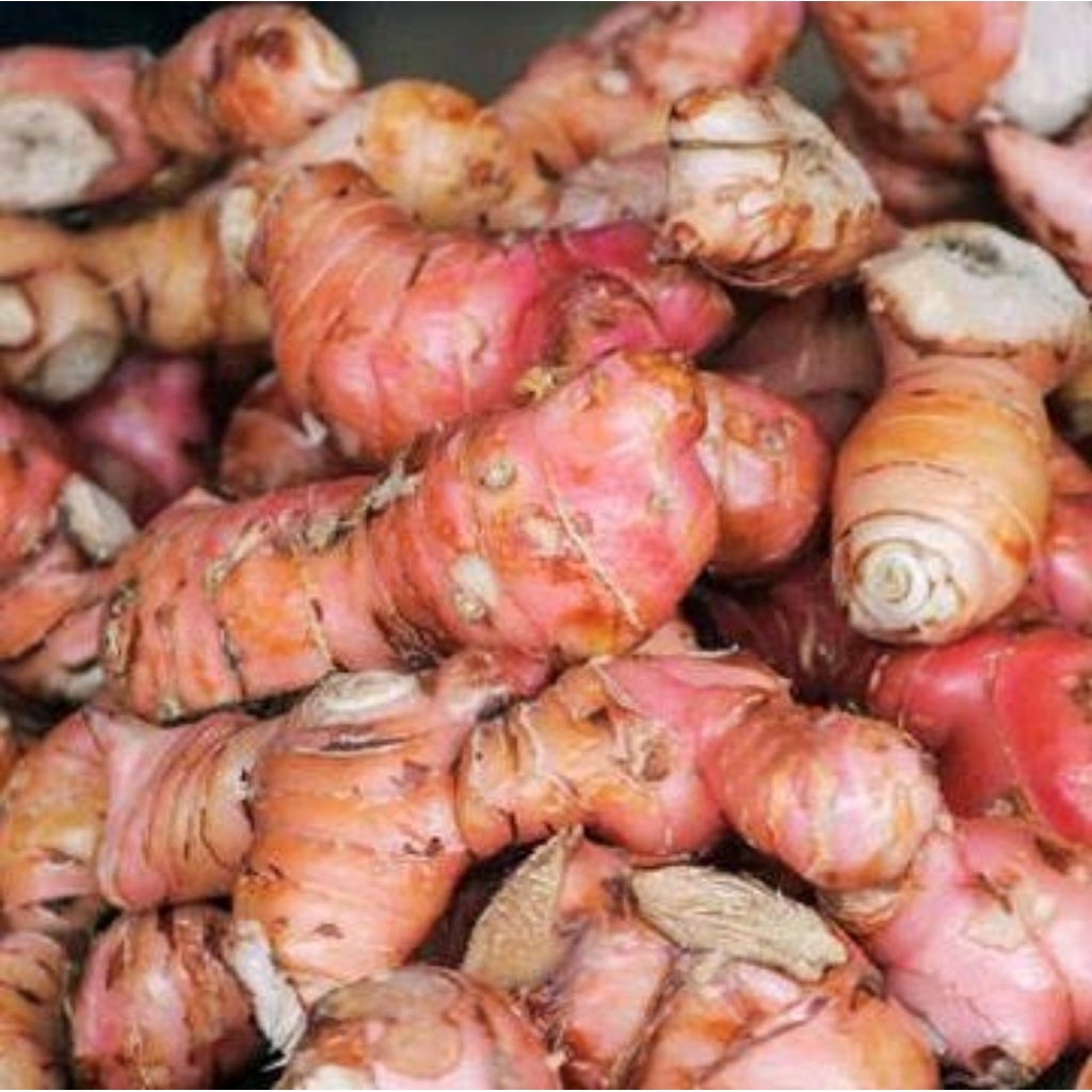 

lengkuas / laos / kelawas natural 1kg langsung di petik dari pohon