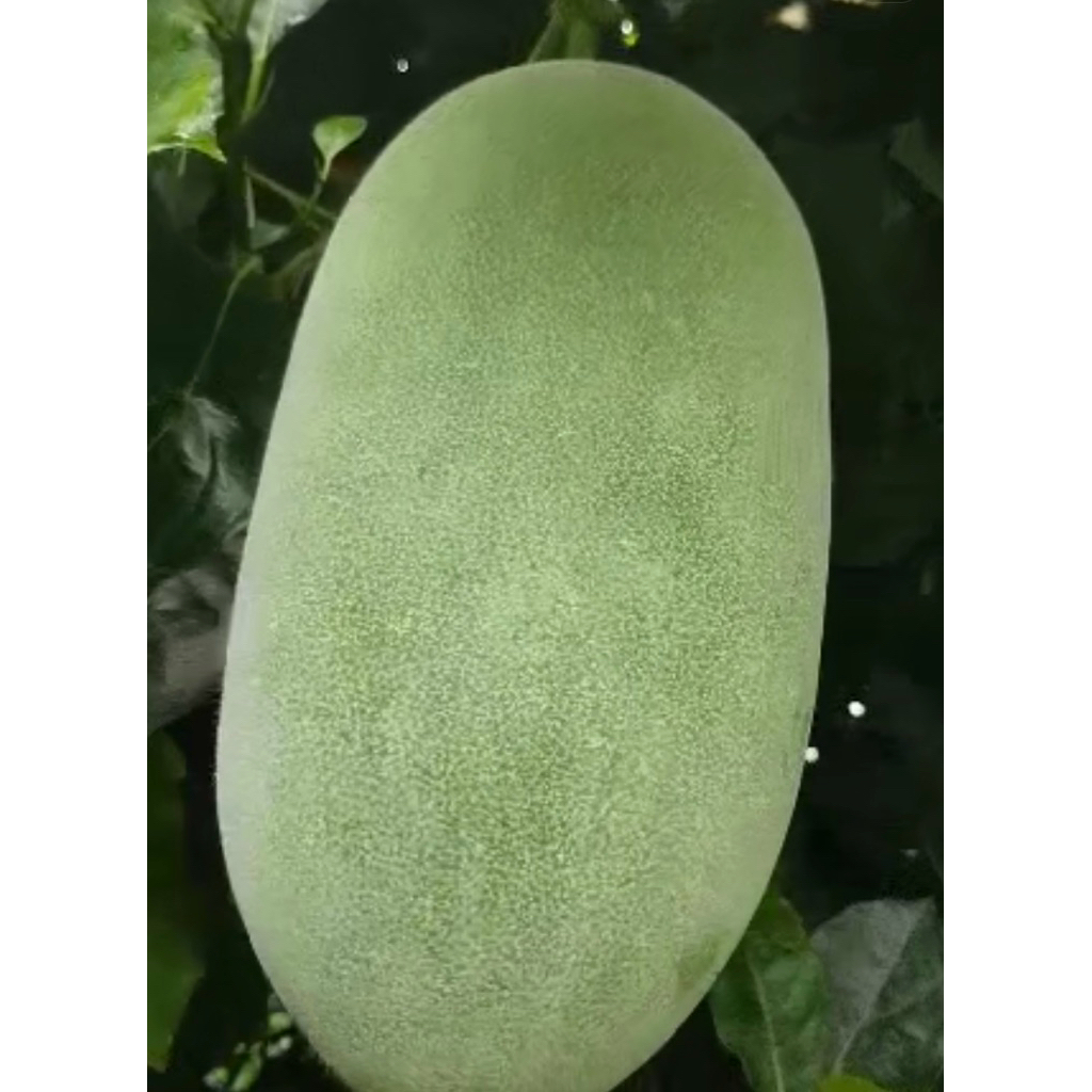 

2 - 2,7 kg Buah Kundur Winter Melon Beligo Baligo Bligo Blonceng Benincasa Hispida