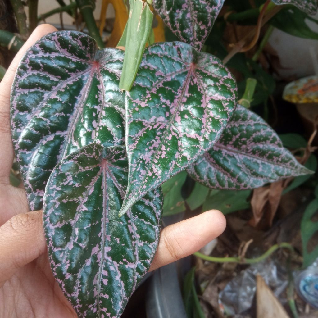 

Daun Sirih Merah Segar