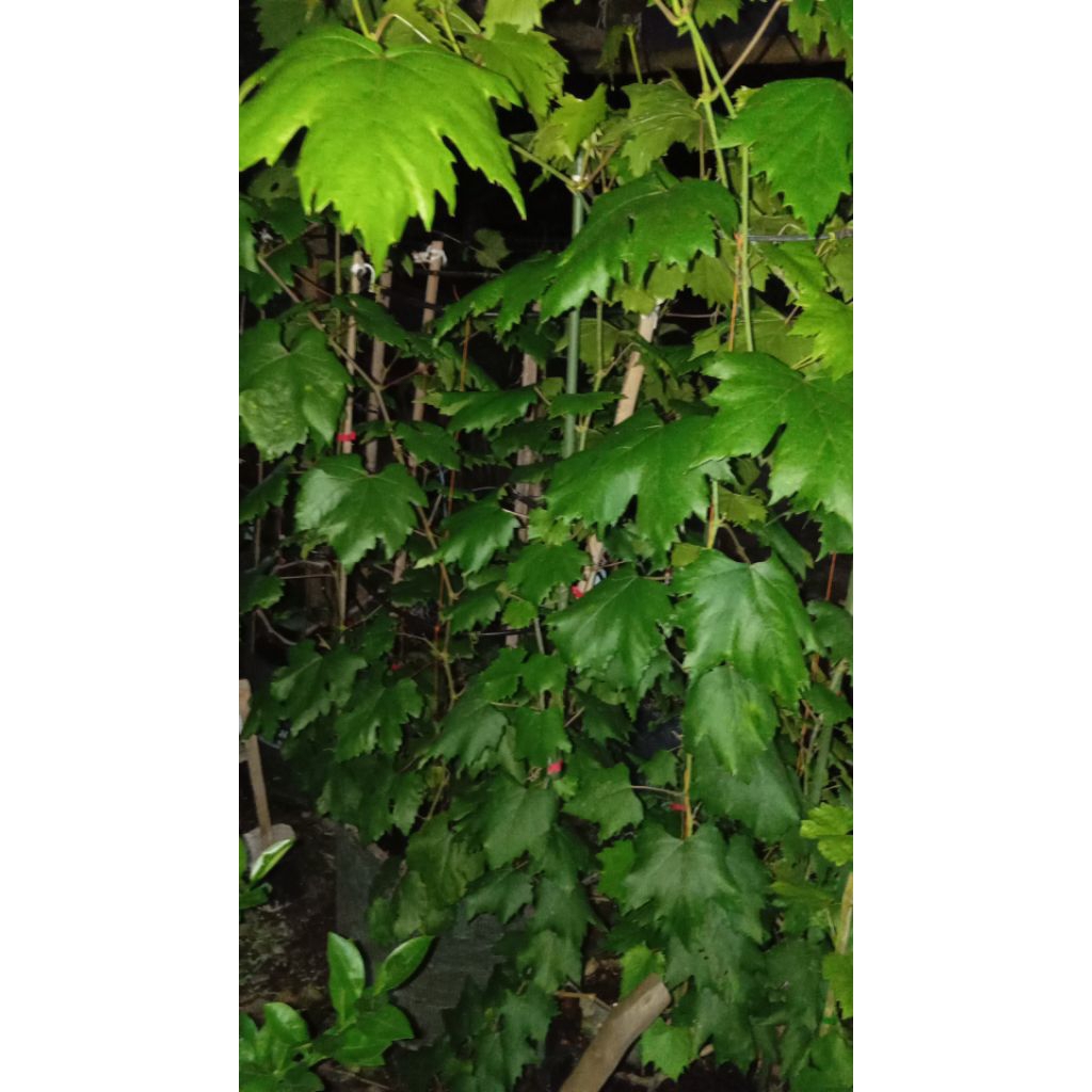 

2pcs anggur import 1mteran