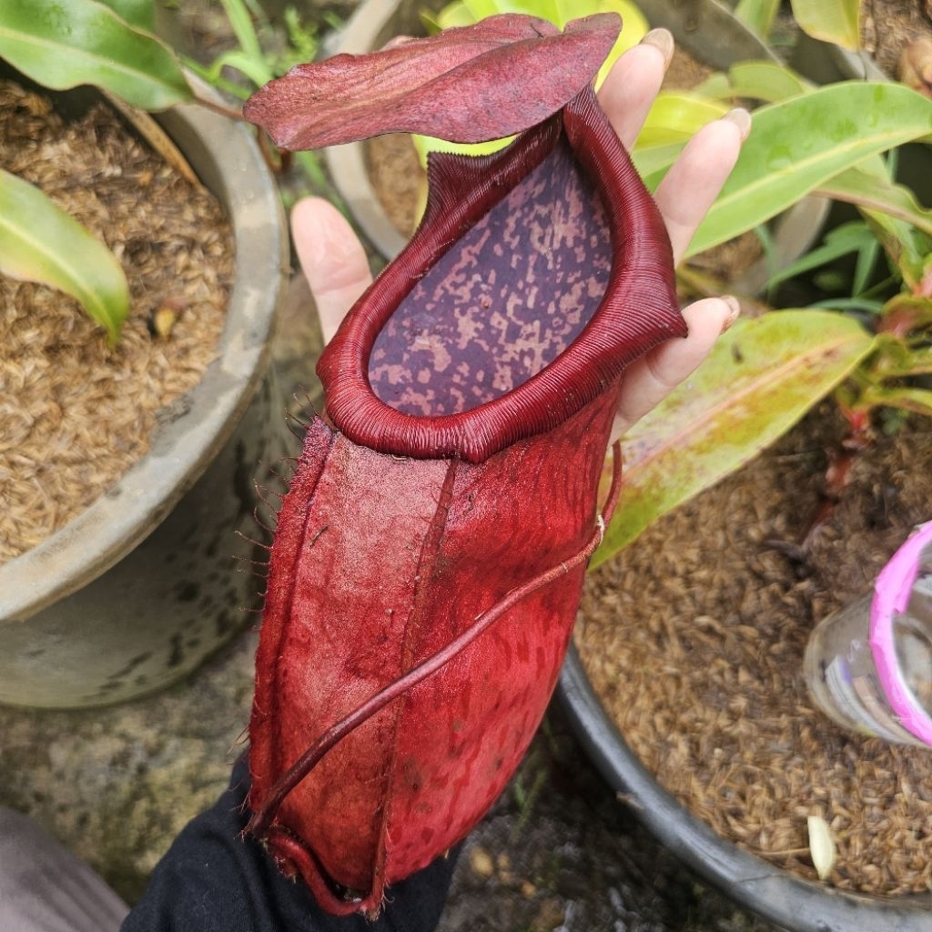 

kampotiana x Northiana Super Giant