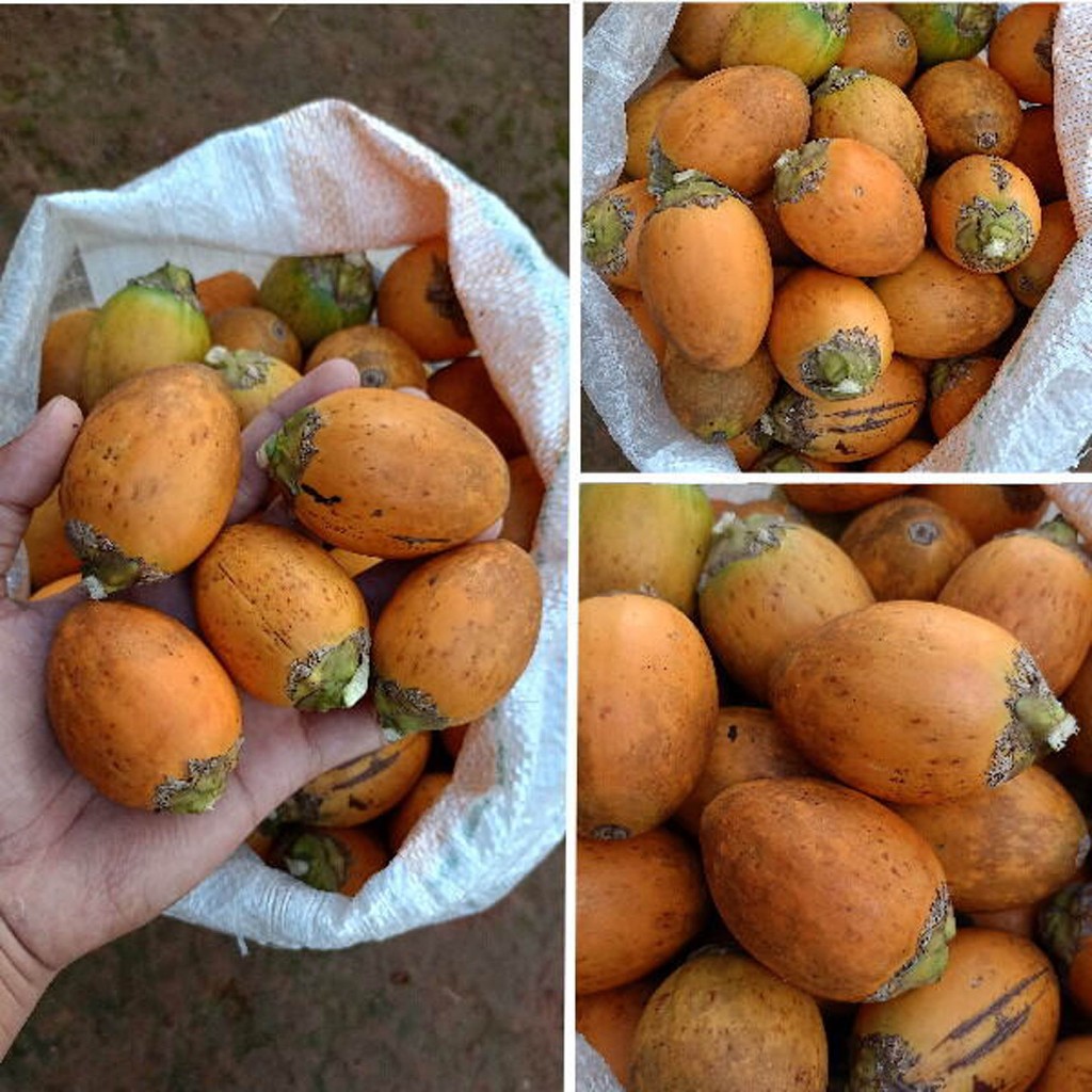 

PROMO !!! Pinang Tua Murah / Buah Pinang Tua Matang /1kg(herbal tradisional)