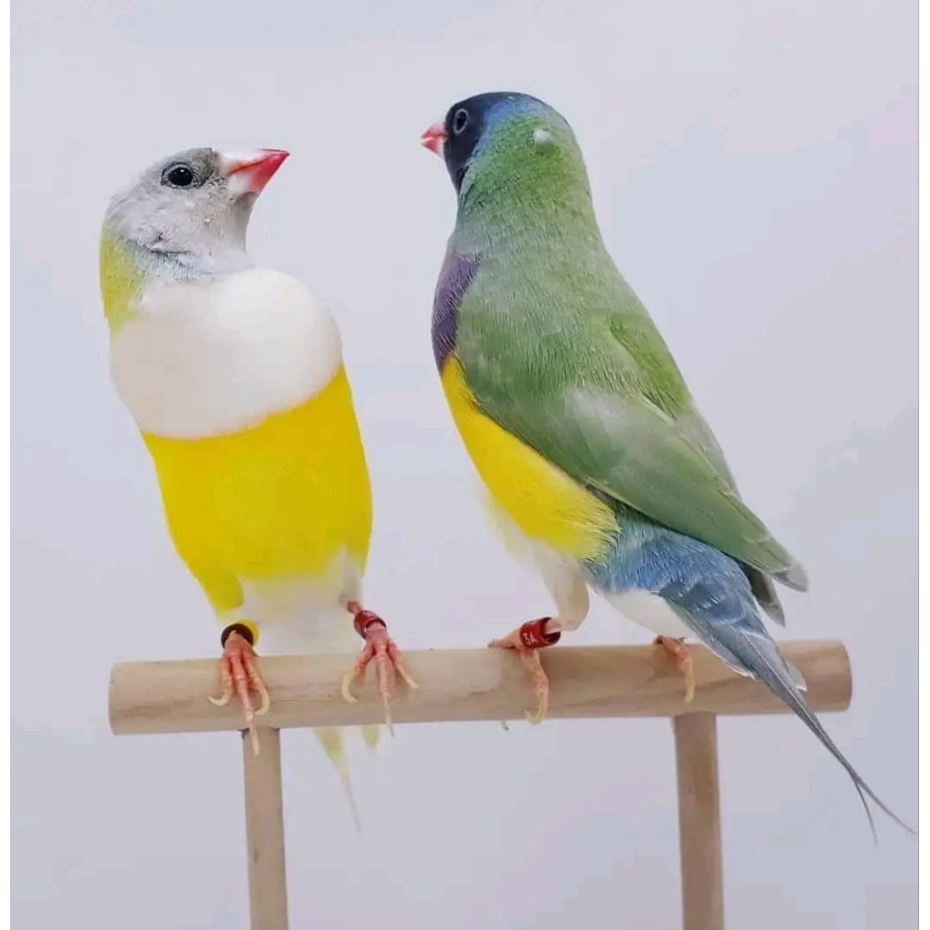 Burung gould amadine