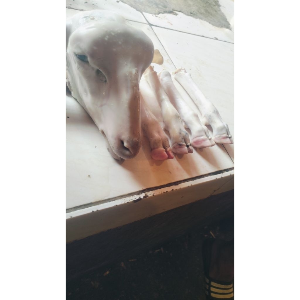 kepala kambing besar segar ukuran 2kg baru motong semalem kak per biji