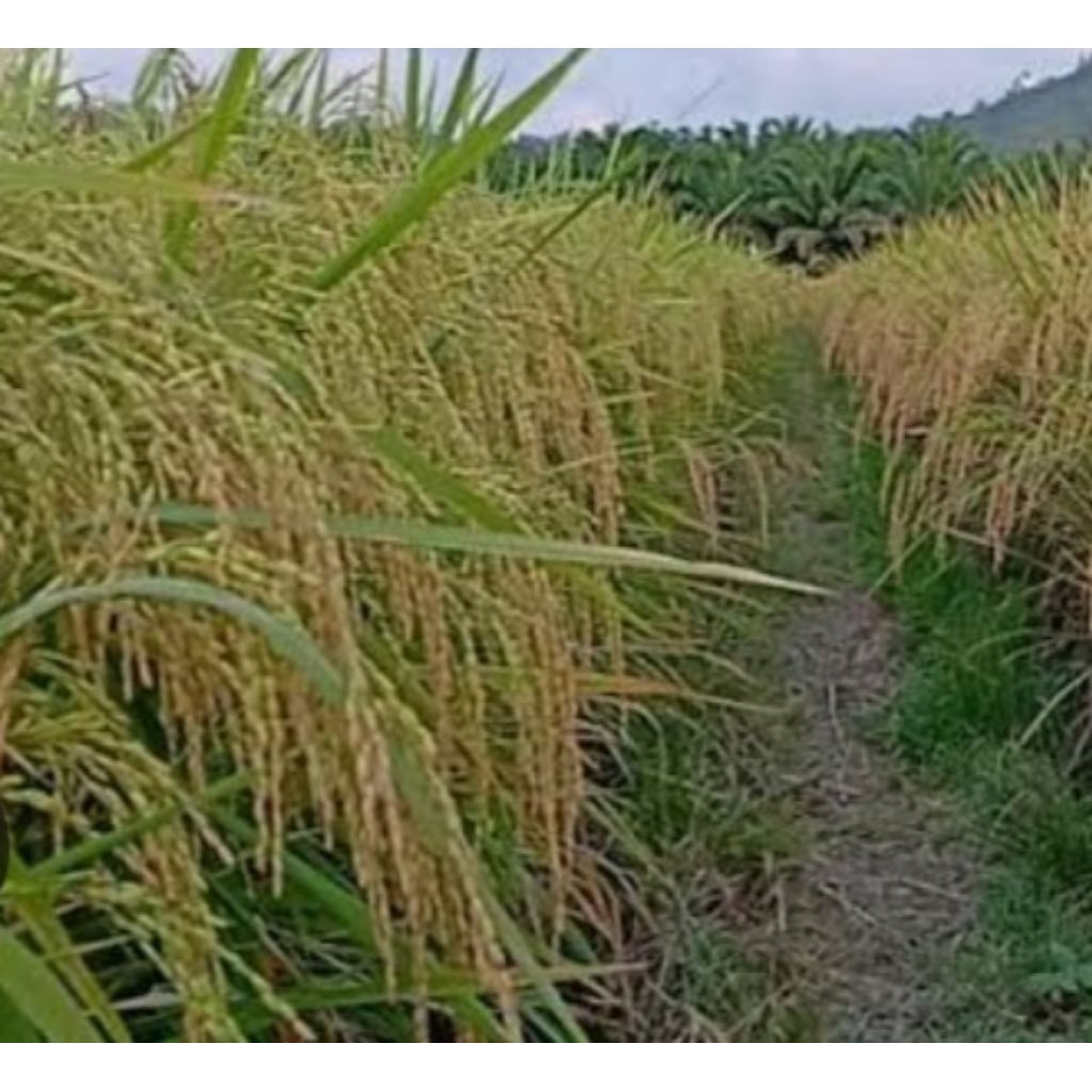 benih padi inpari 18 1kg