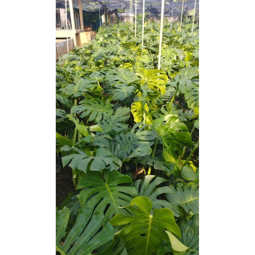 paket 10 tanaman hias monstera king