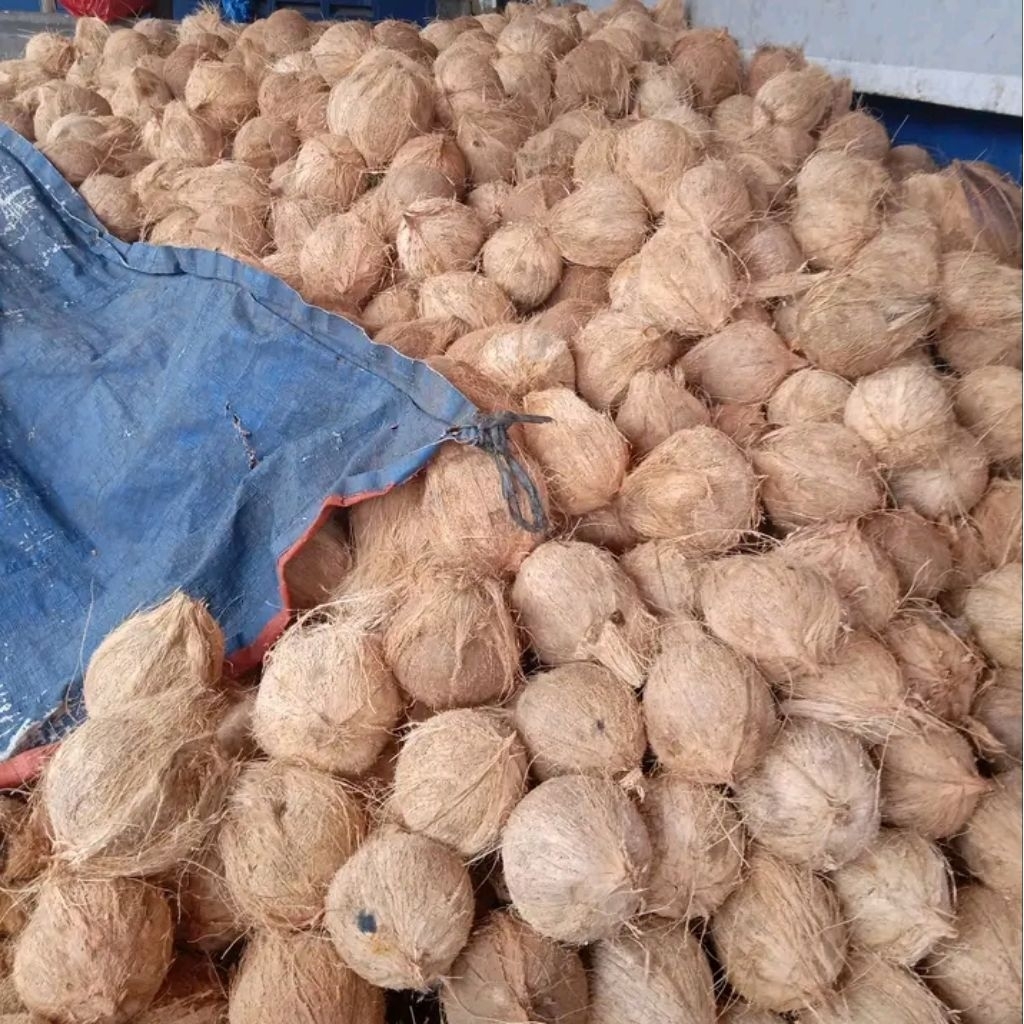 

kelapa tua / kelapa santan 5 pcs