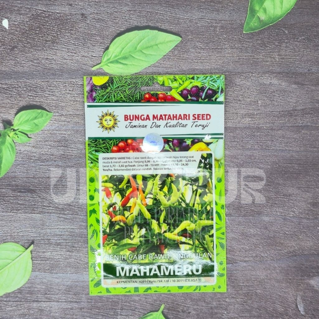 BENIH CABE RAWIT UNGGULAN MAHAMERU - JAMINAN DAN KUALITAS TERUJI (Netto : 500 butir).