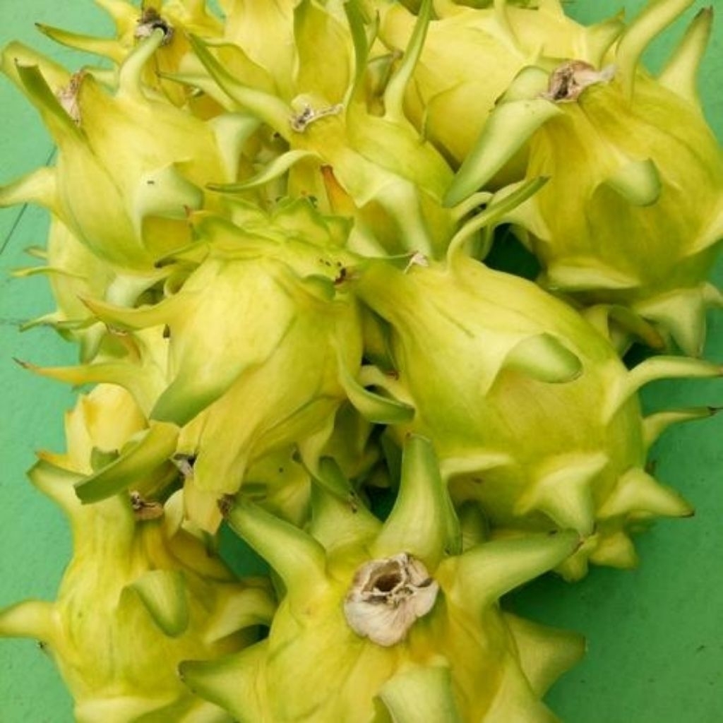 30 BUTIR BENIH BUAH NAGA KUNING LOKAL