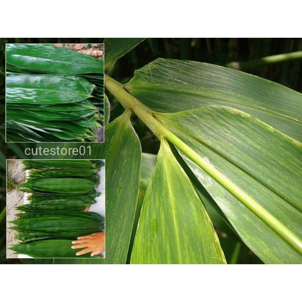 

Daun Bambu Bungkus Bakcang 25 Lembar