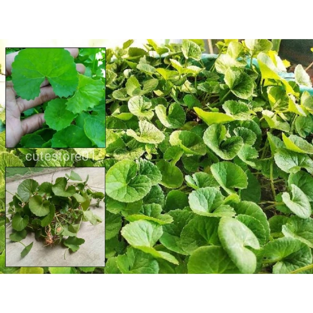 

Daun Antanan Sayur 200gram Termurah