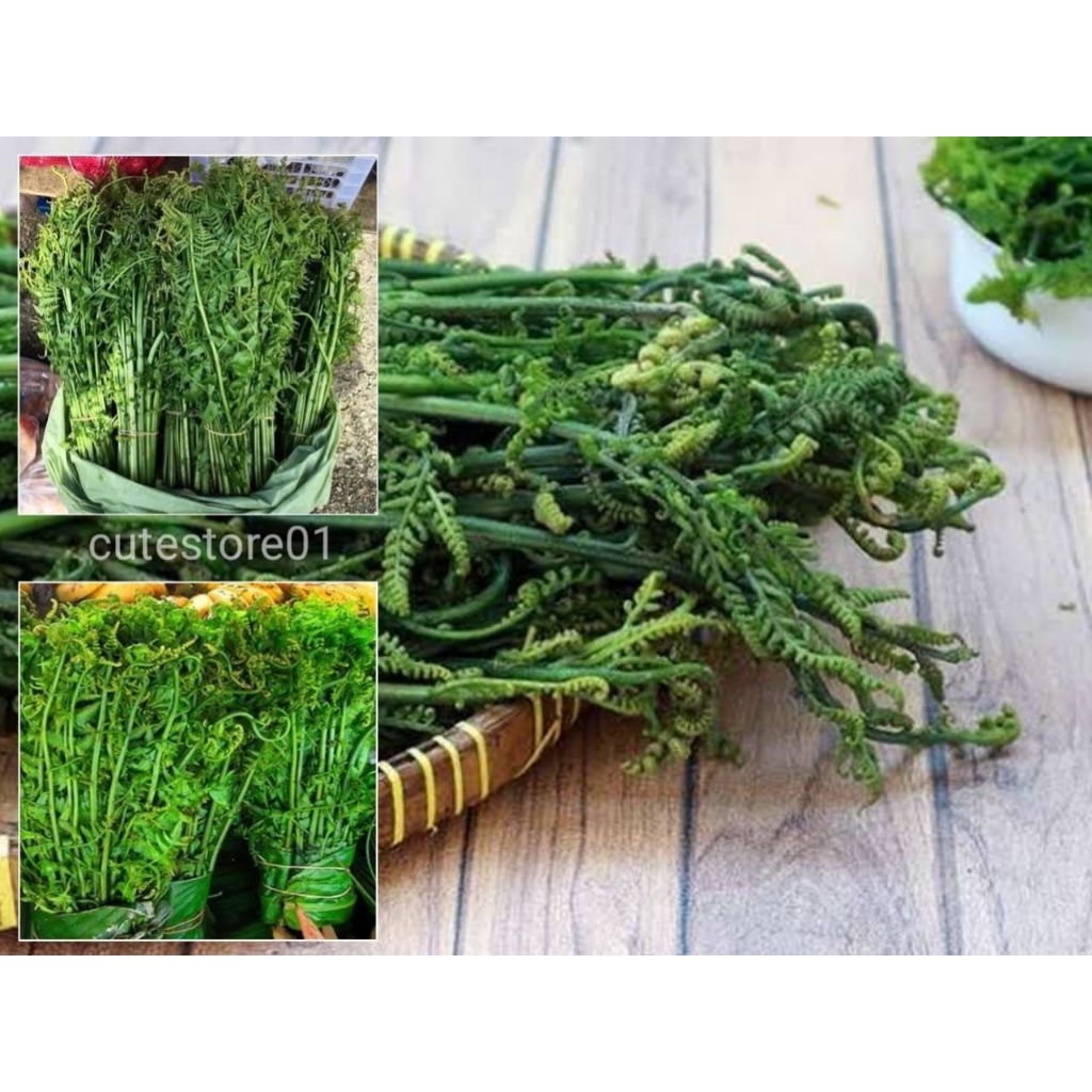 

Pakis Sayur Segar 500gram