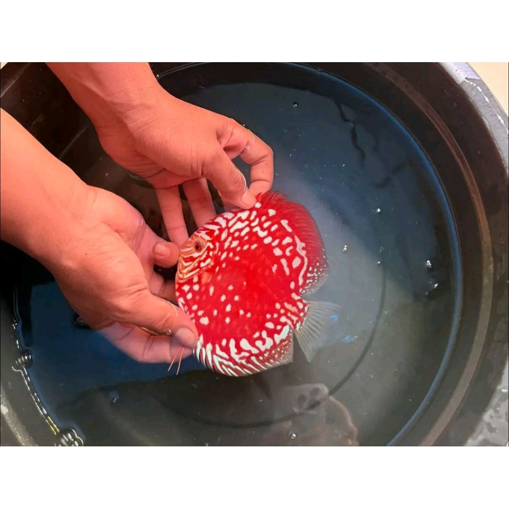 DISCUS STARDUST HIASAN AQUARIUM DECORATION