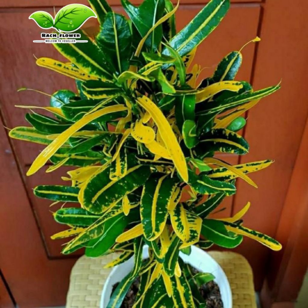 Tanaman hias Puring Teri - Pohon puring Teri