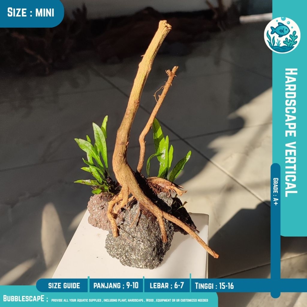 AKAR TENGGELAM MINI ( Senggani )  |Hardscape Natural Ornamen Hiasan |Tanaman Aquatic |Akar Tenggelam