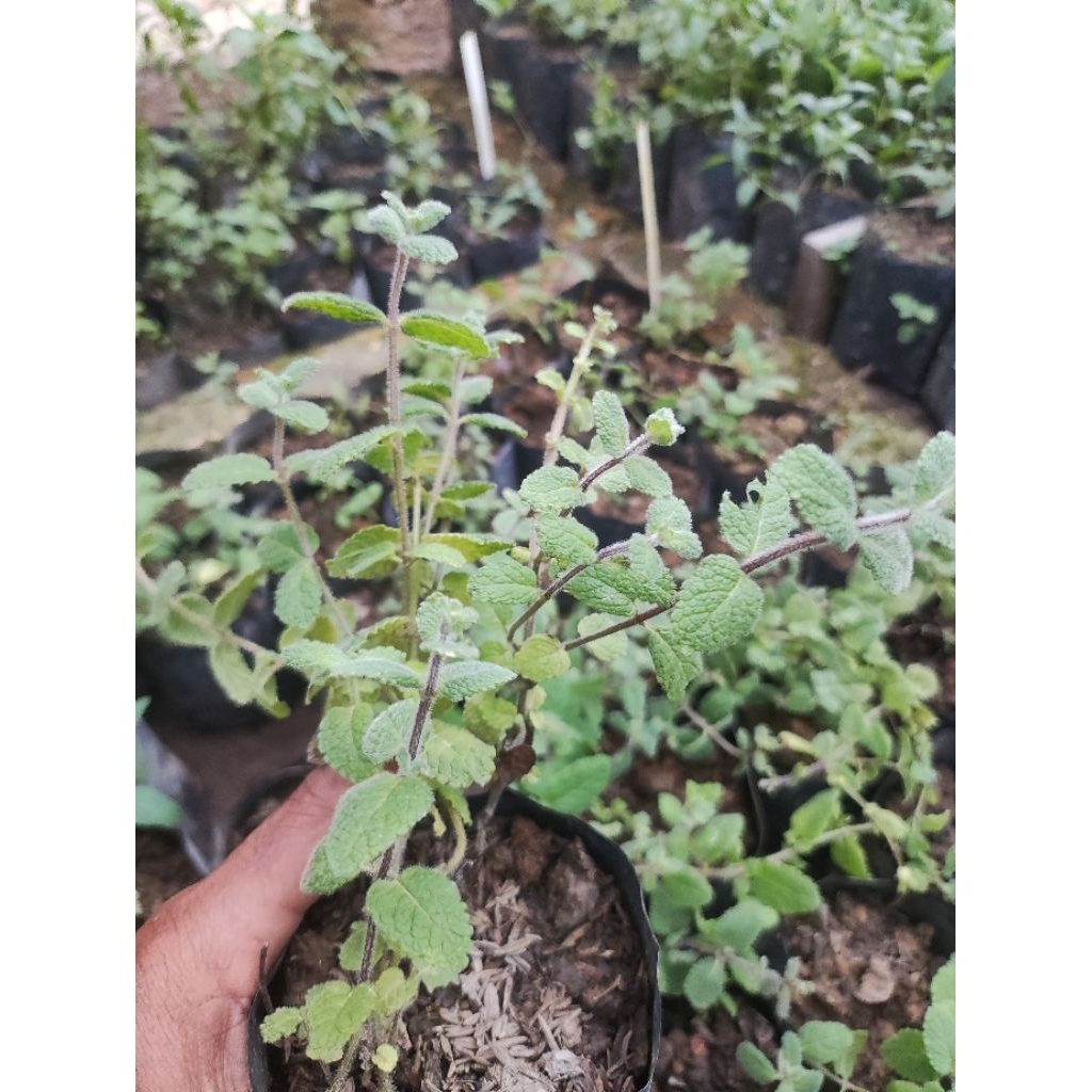 tanaman pineapple mint