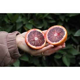 Tanaman Jeruk Sunkist Merah Berbuah 250