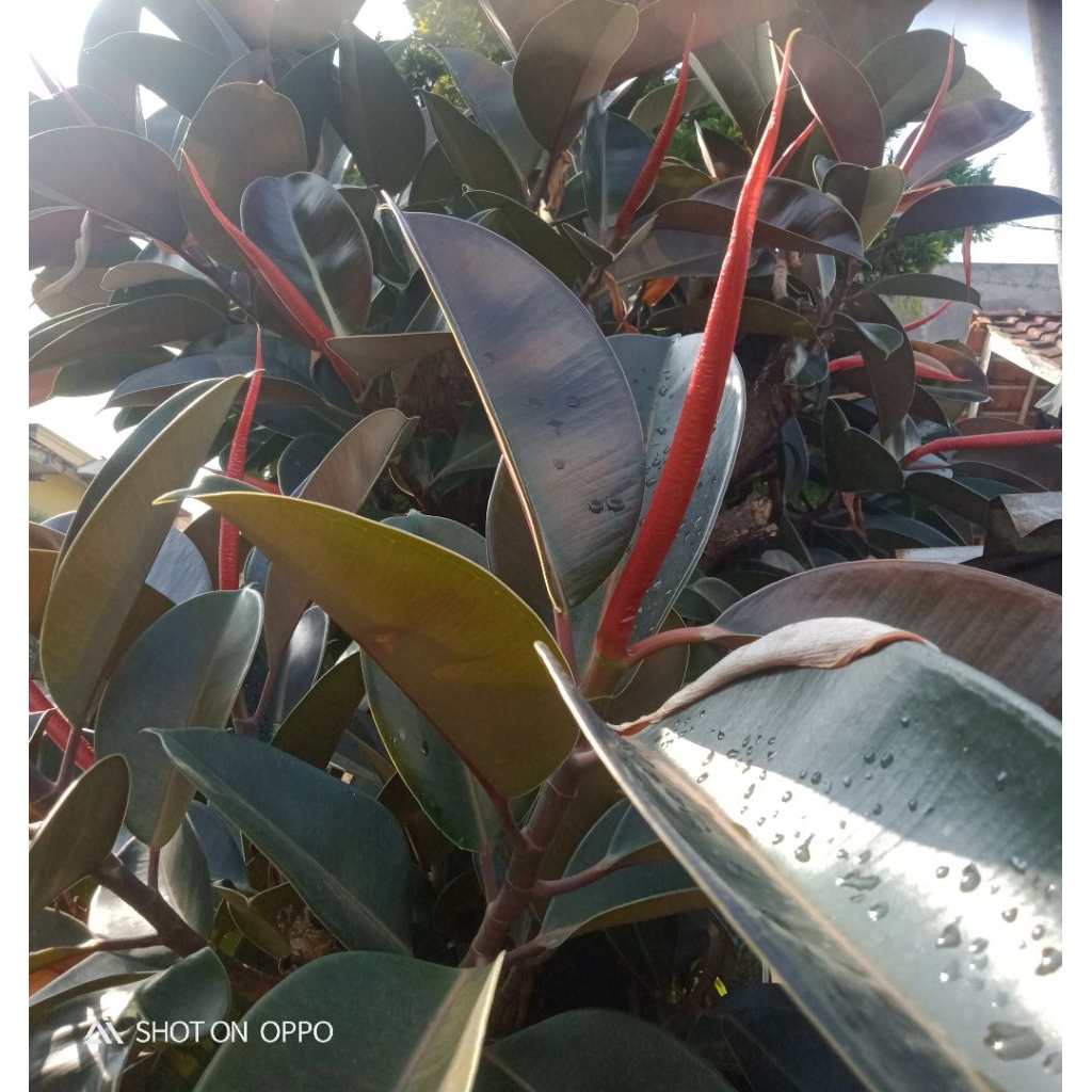 

Daun Karet Kebo Merah Obat Stroke 10 Helai