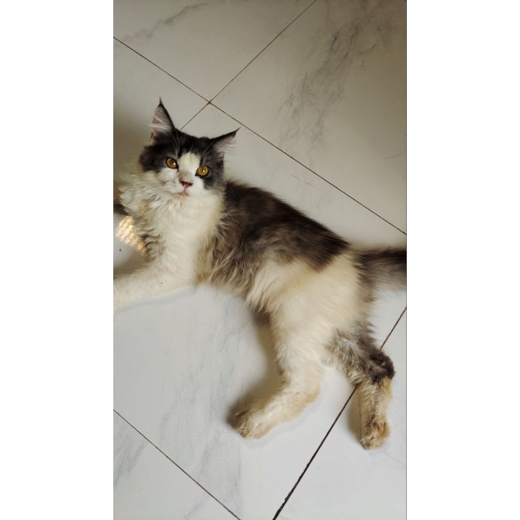 Kucing Munchkin NS Flatnose Jantan Umur 8bulan