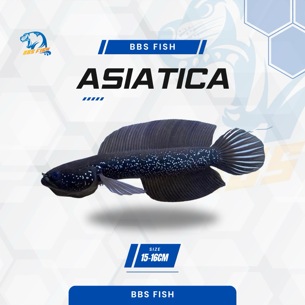 Asiatica WS CB 15-16CM Full mutira / Full pelet free sticker instan