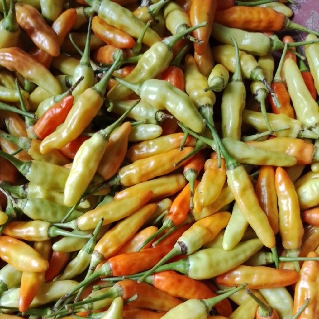 

cabai rawit pedas, cabai organik