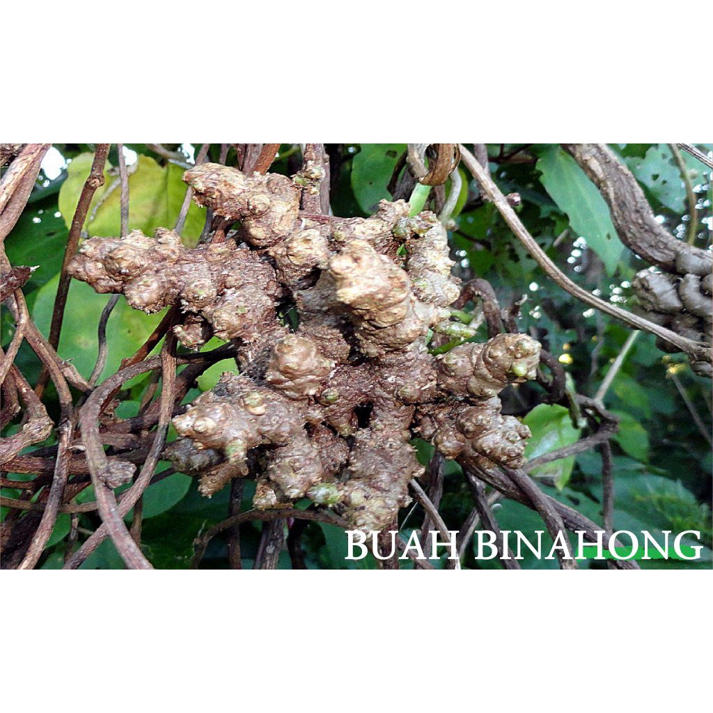 

BUAH/UMBI BINAHONG MERAH KEMASAN 100GRAM