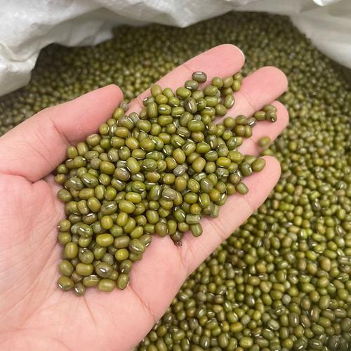 

kacang hijau birma fress