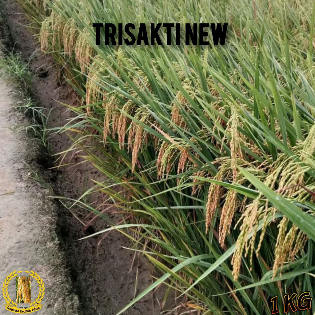 BENIH UNGGUL TRISAKTI NEW PADI BERKUALITAS SUPER KEMASAN (1KG)