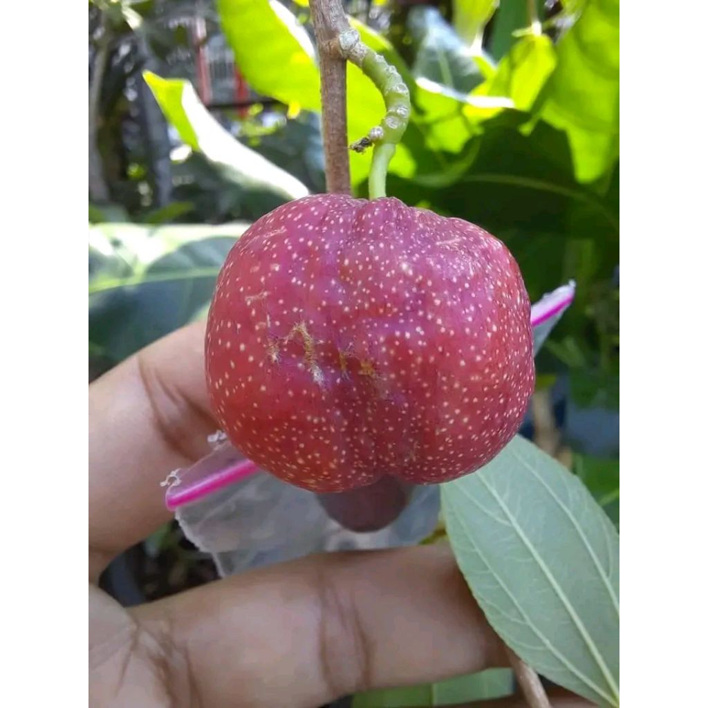 bibit Bidara Madinah/ apel Madinah