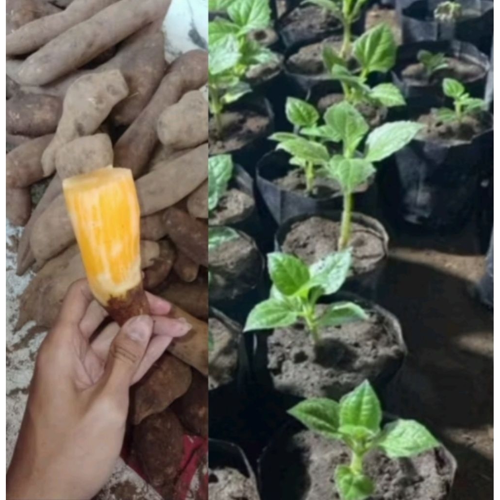 bibit ubi insulin yakon