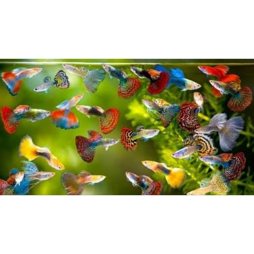 sepasang ikan guppy random