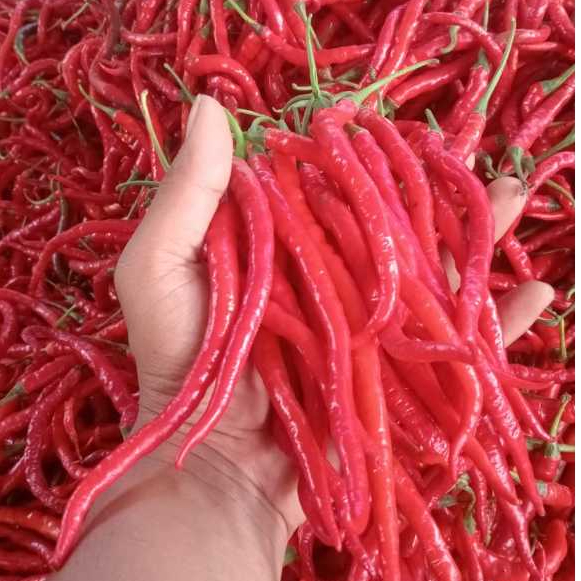 

cabe merah keriting/CMKsegar dan fress(500gr dan 1000gr)