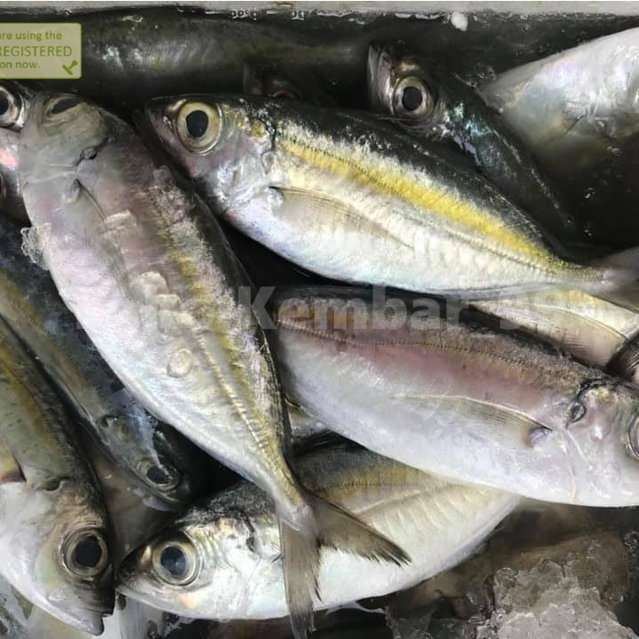 

Ikan Kembung Segar Iakn kembung Mata Besar Ikan Kembung Bentong 1Kg