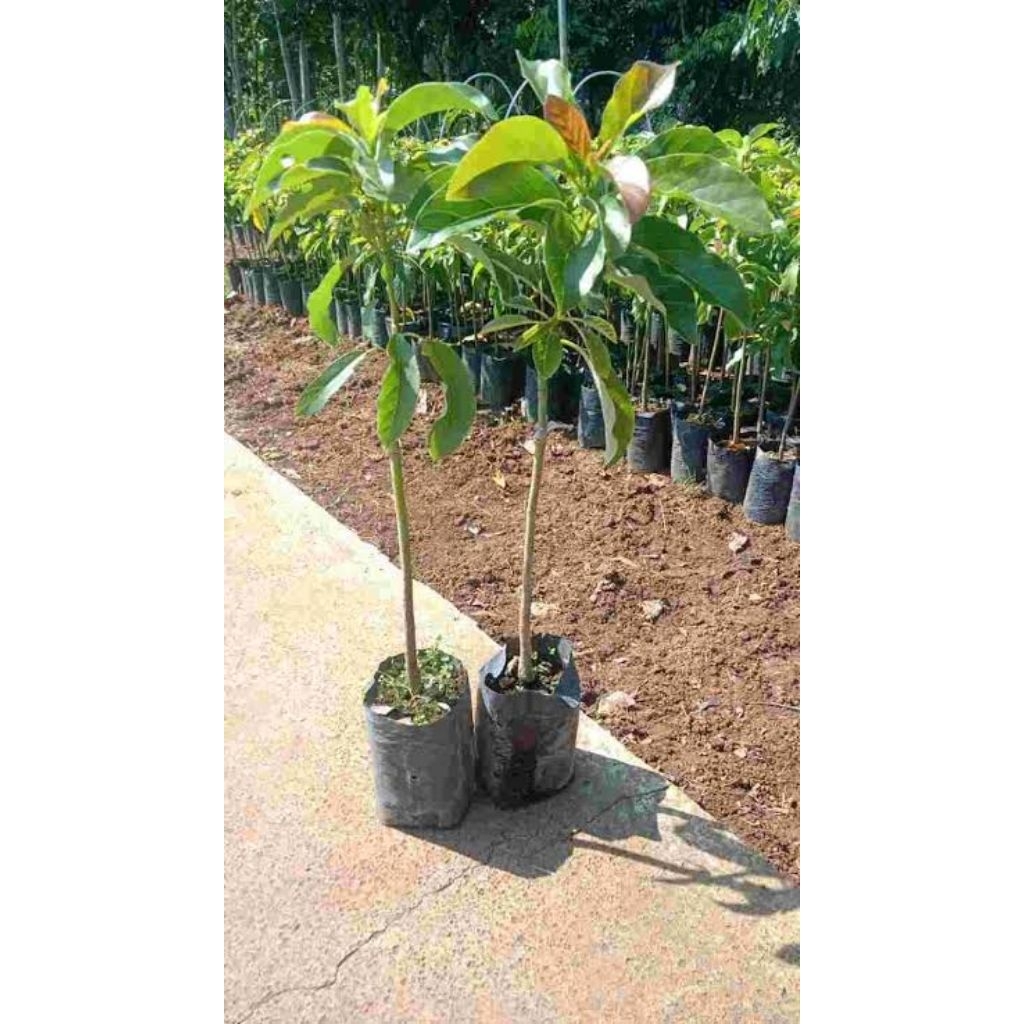 Bibit alpukat Kelud Subang super