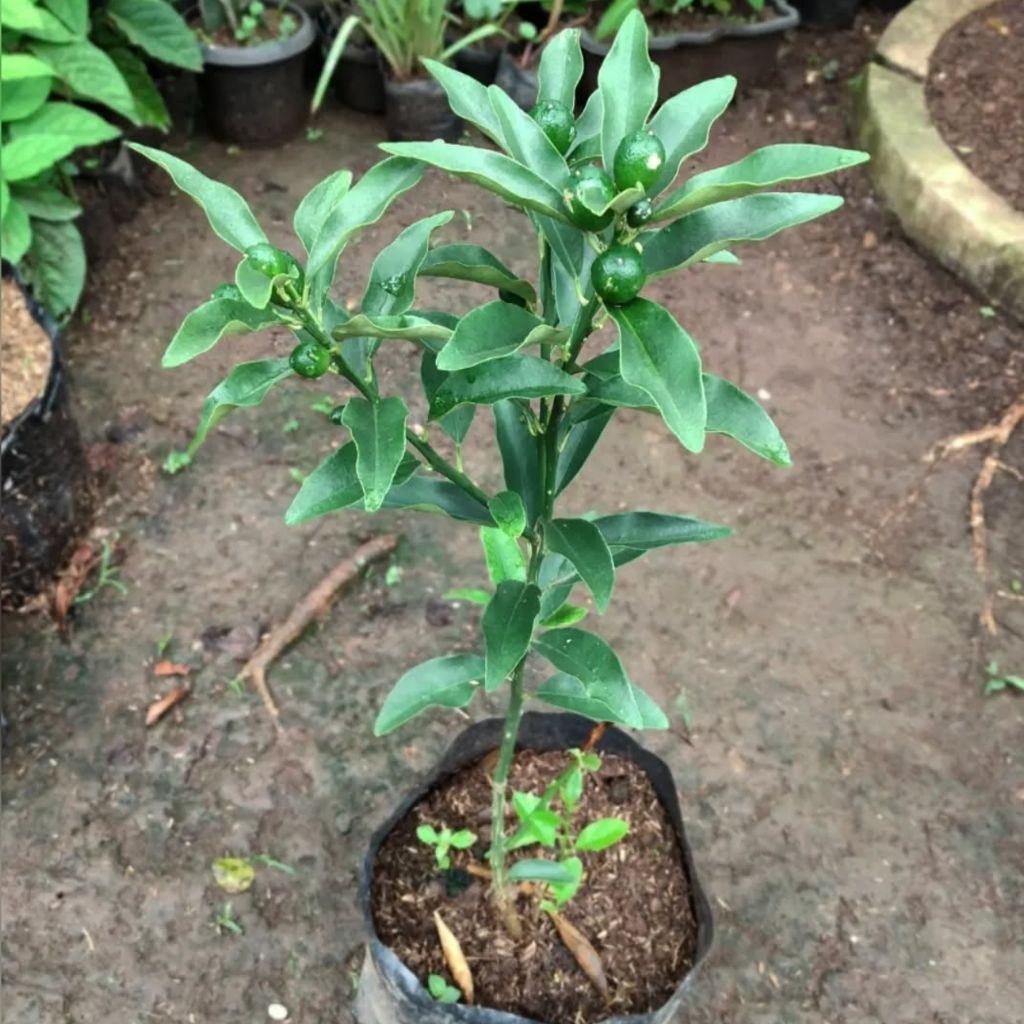 Bibit Jeruk nagami/bibit pohon jeruk nagami