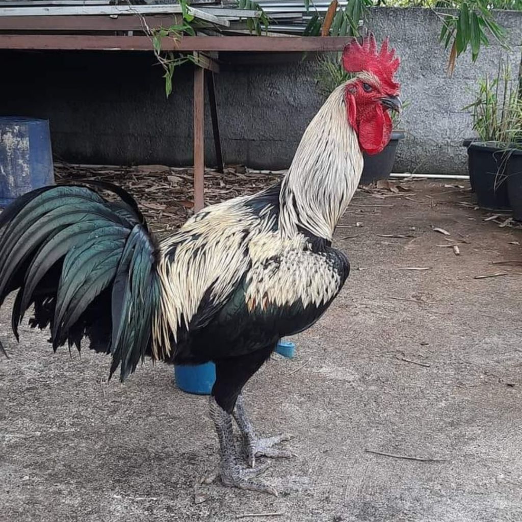 

Telur Ayam Pelung Jalak Wido Untuk Ditetaskan Fertil