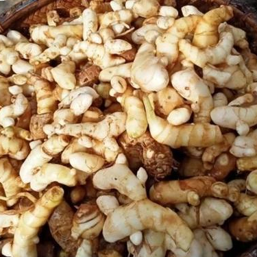 

Promo Kunir Putih / Kunyit Putih 1 kg ( sudah di cuci )