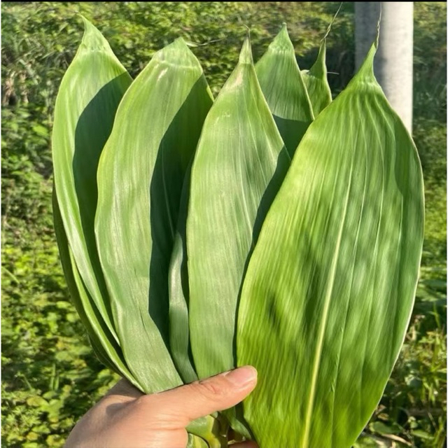 

Bisa COD Daun Bambu serbaguna | daun bambu berkualitas