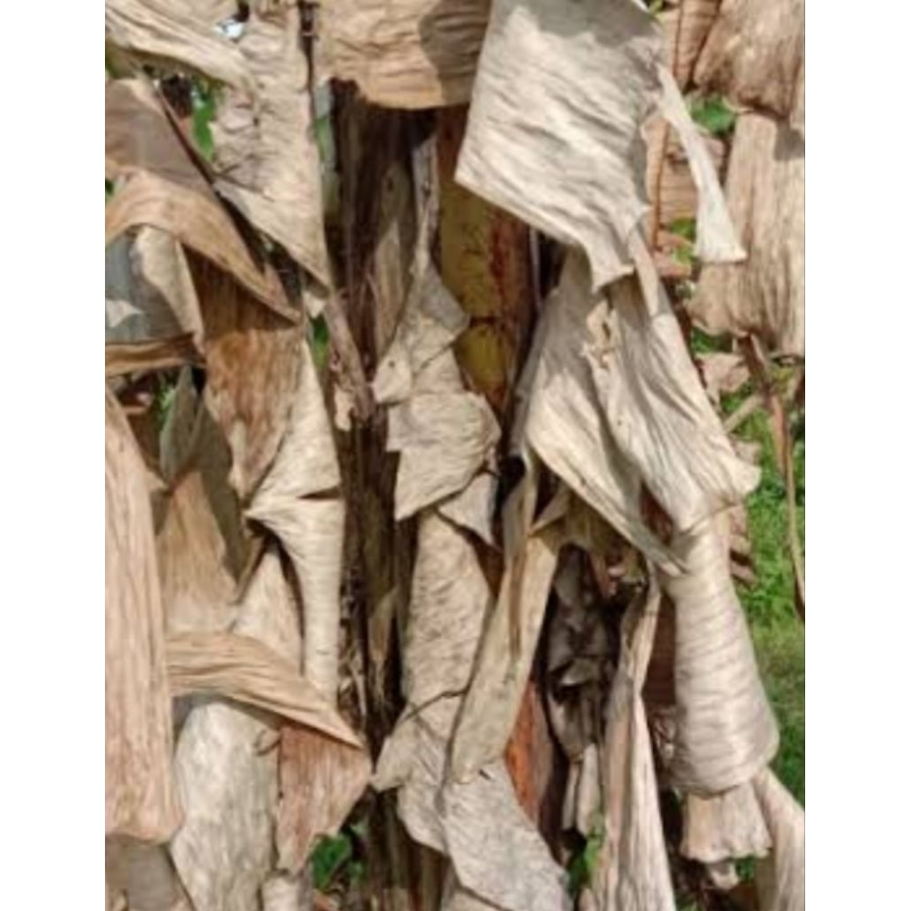 

Daun Pisang Kering atau Keraras