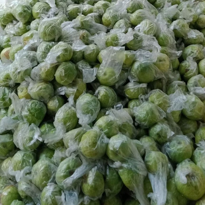 

Jambu kristal enak murah segar dan manis