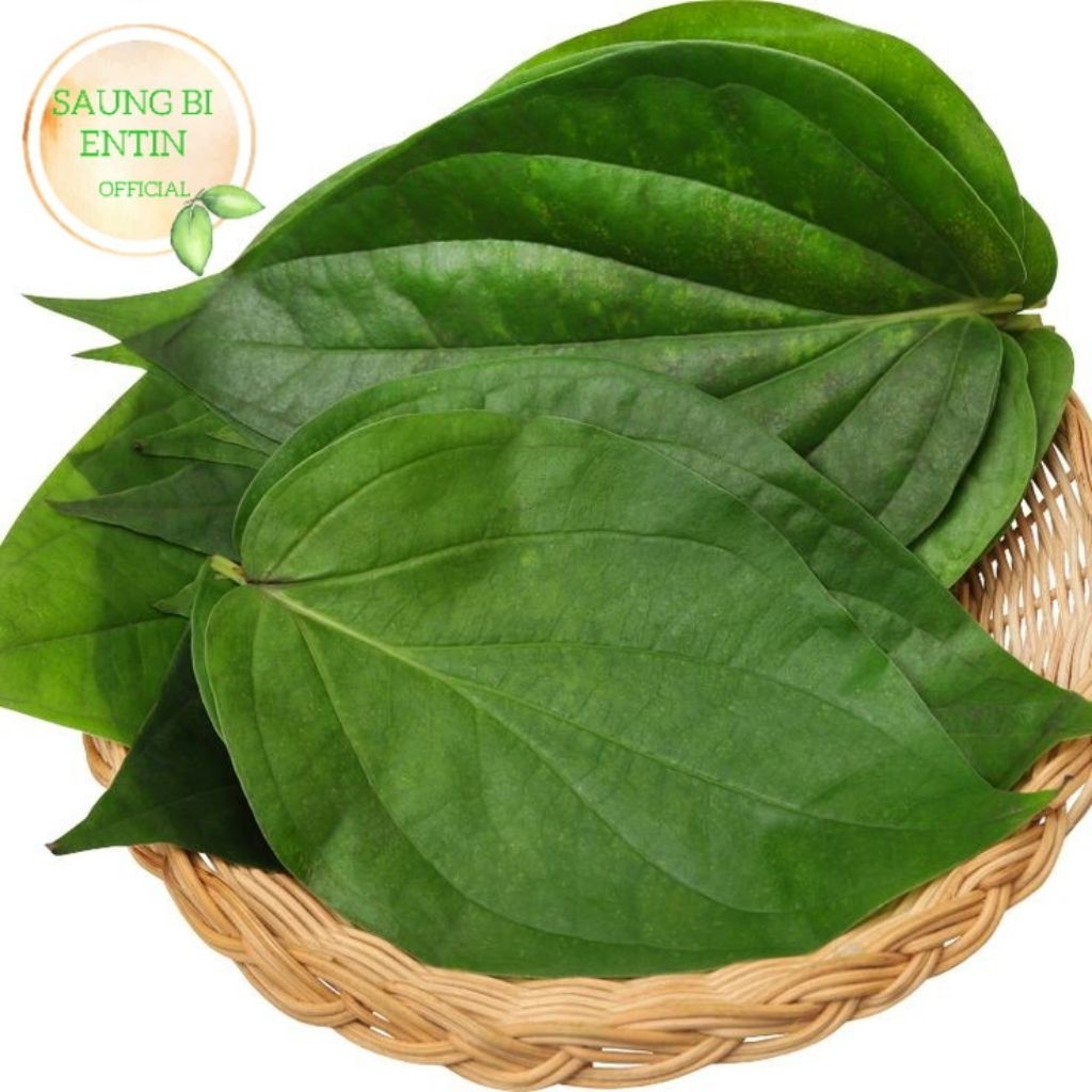 

Daun Sirih Segar Bersih 1Kg Herbal Alami Obat Kesehatan Mulut