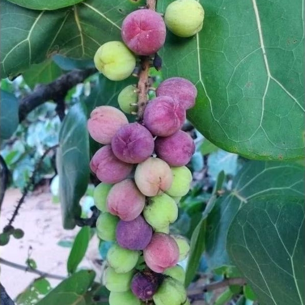 Tanaman Buah Anggur laut / Seagrape (Coccoloba uvifera) 