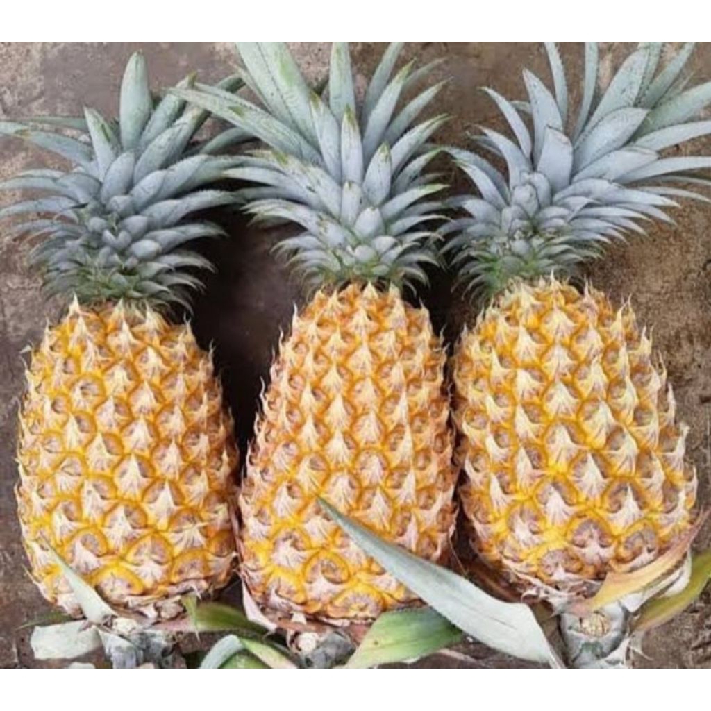 

nanas madu2 pasang @-/+ 800gr