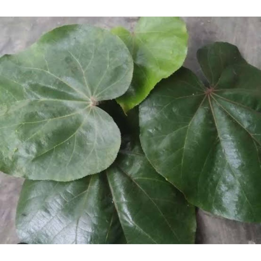 

Daun waru segar untuk bungkus tape ketan isi 25 lembar siap pakai