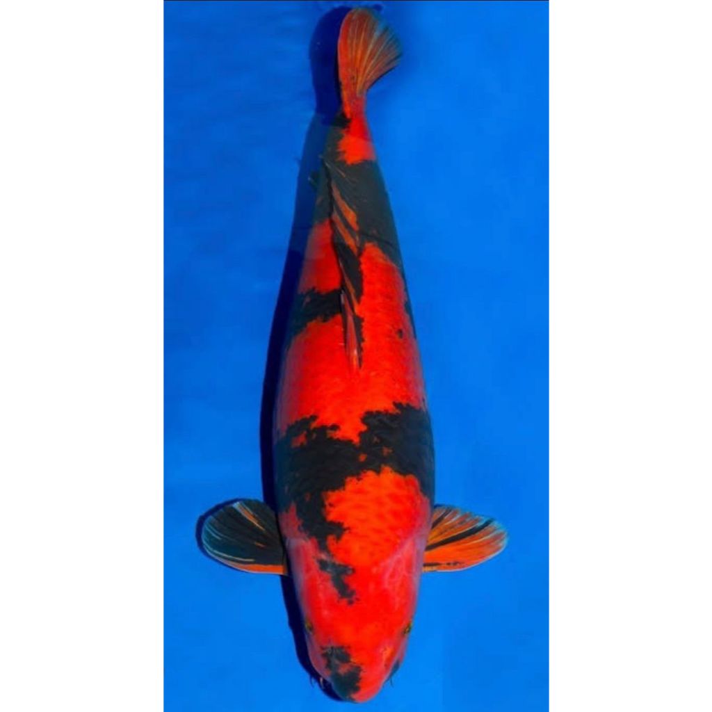 

'IKAN KOI GRADE A HI UTSURI SIZE 8 - 12CM'